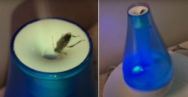 Humidifier Attract Bugs and Spiders